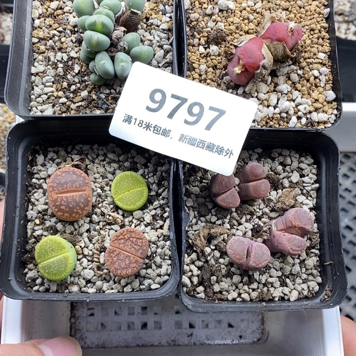 9797。