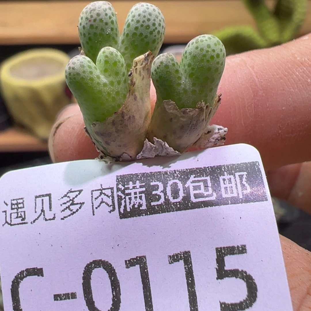 多肉植物1111111111111