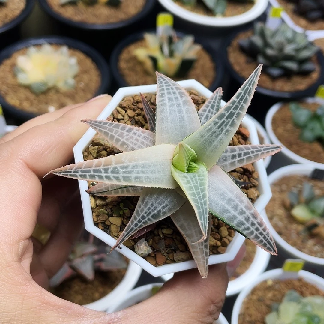 糊斑龙鳞锦十二卷多肉