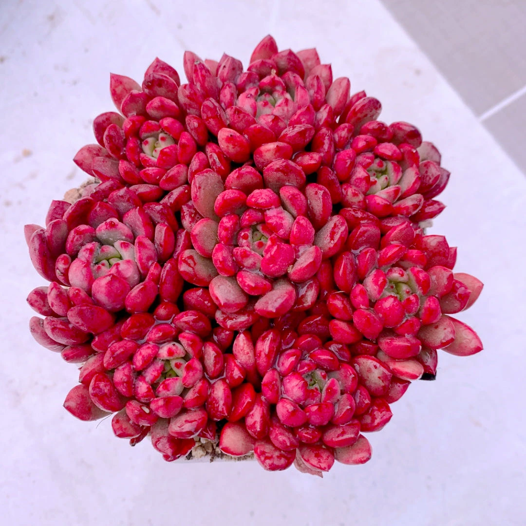 多肉植物红宝石八颗送八角盆土