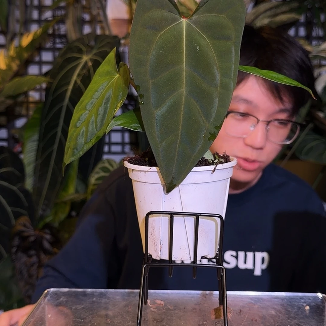 完全开放N22bb桃