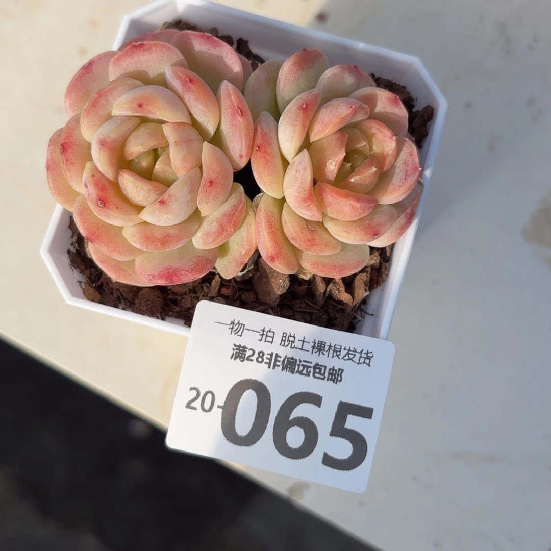 宝宝绿多肉多肉多肉