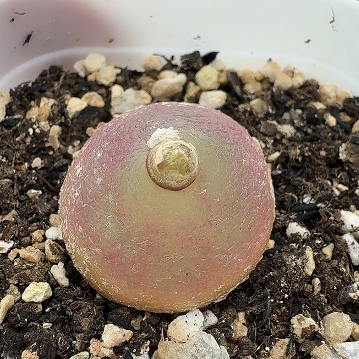 老马生石花2.5灯泡2357