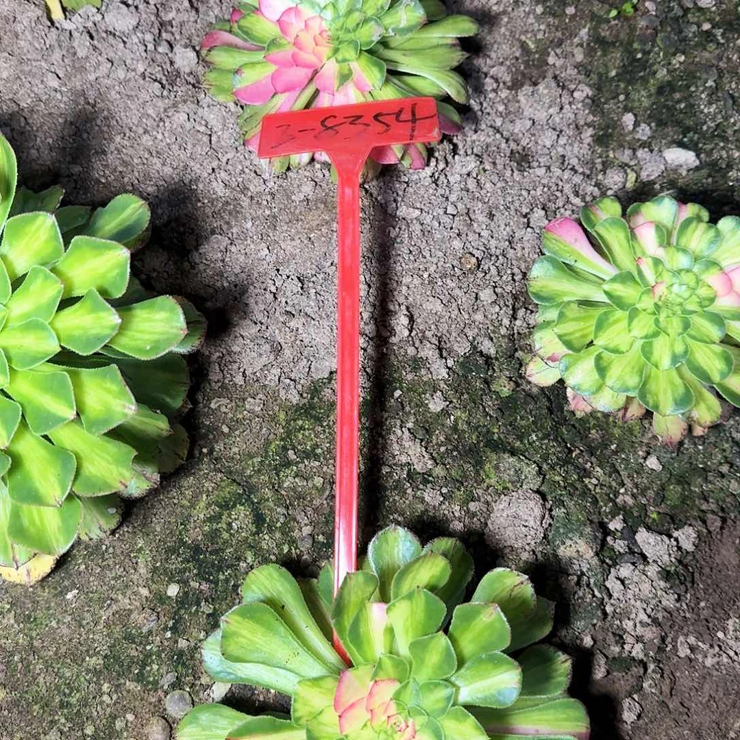 3-8354知否多肉两颗