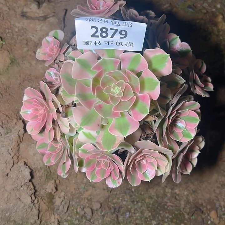 2879粉女巫多肉植物