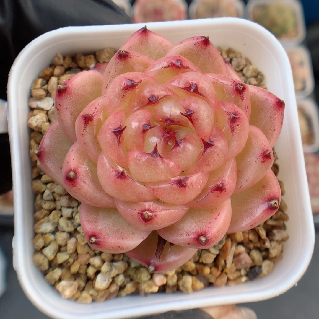 多肉植物。 熊猫珍妮48