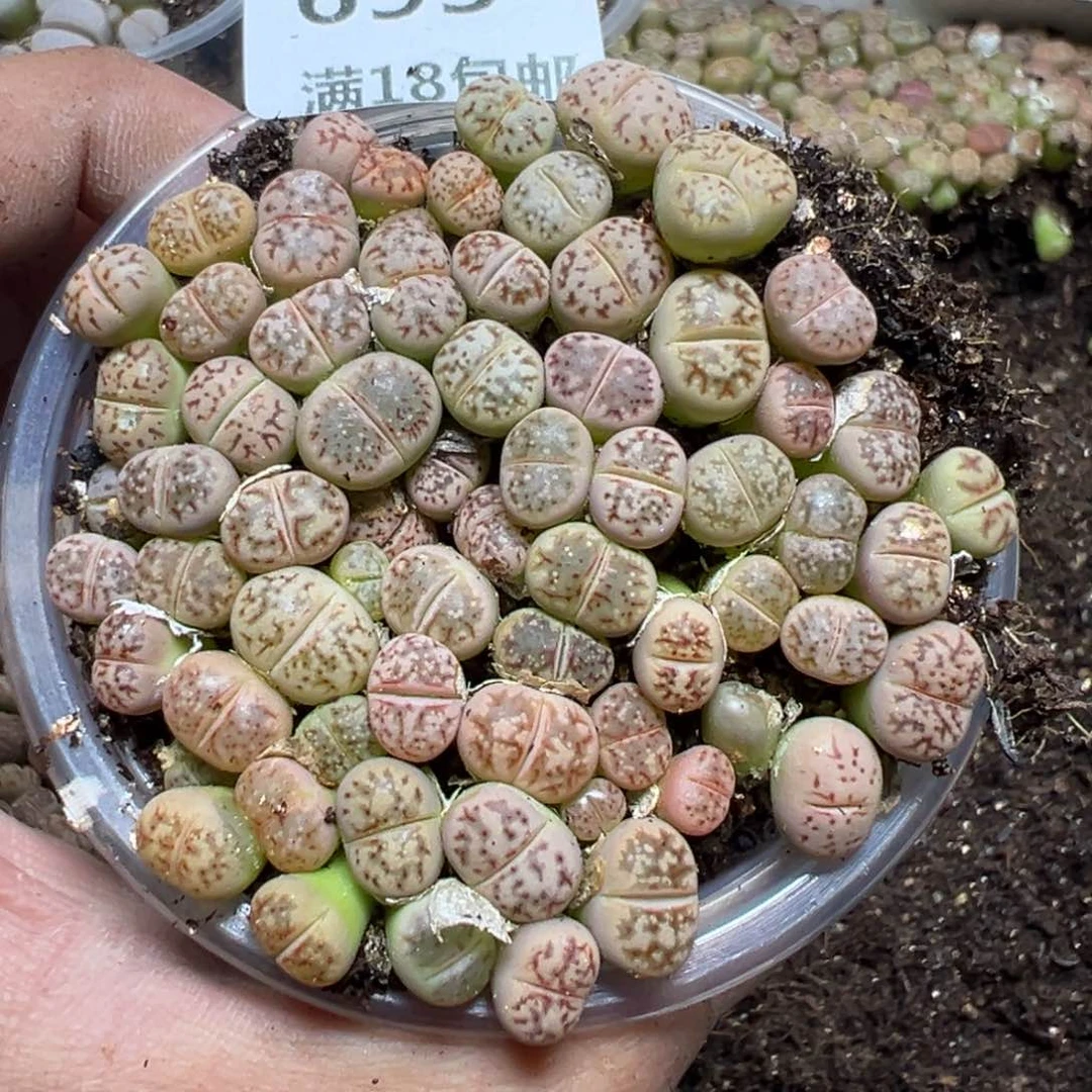 【闪购商品】 693.