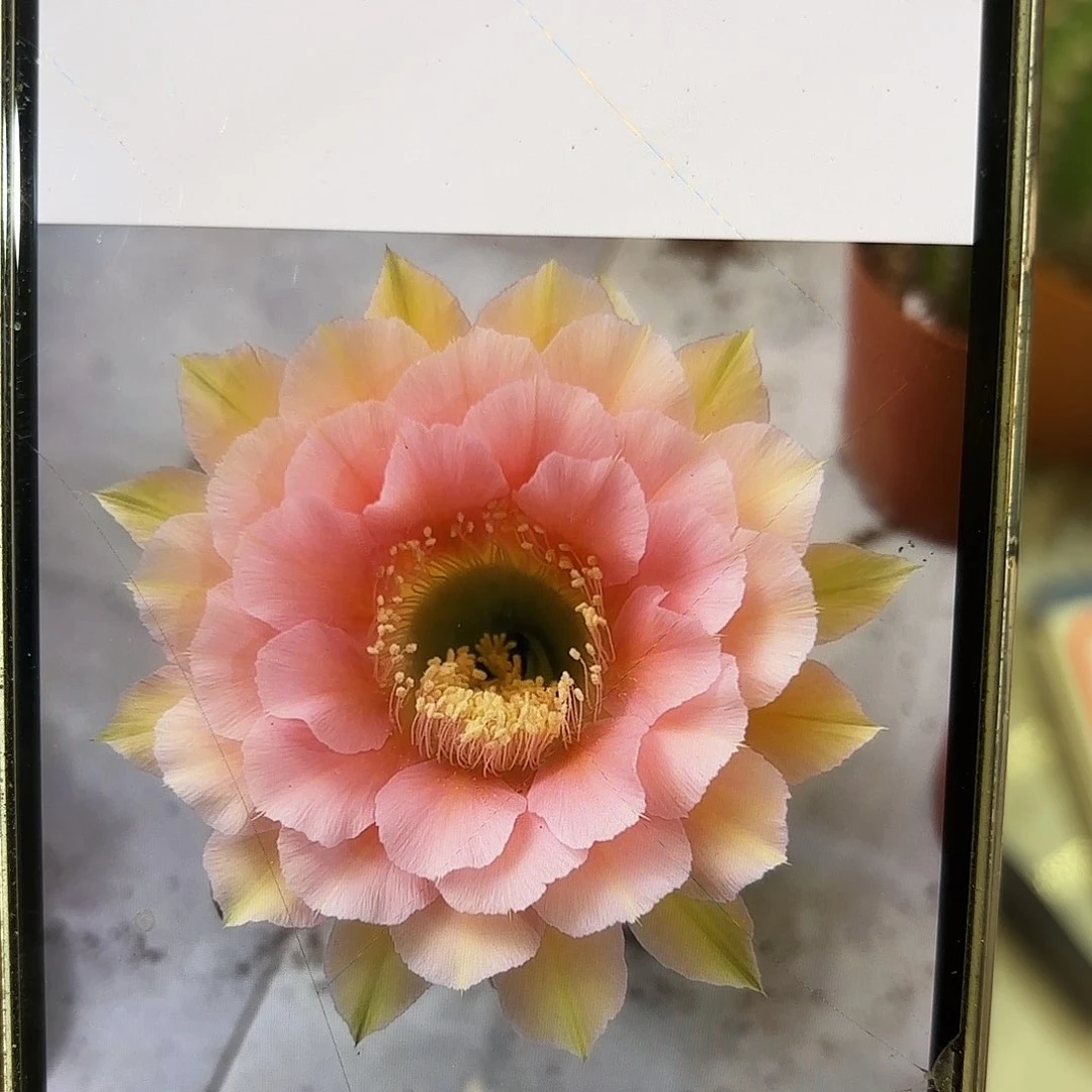吨***～彩草美人鱼6.5公分微瑕