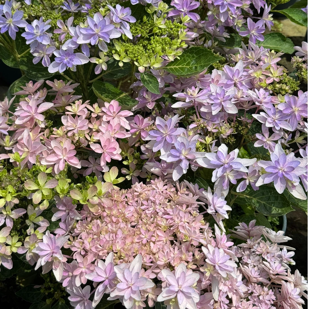 绣球彩彩八仙花灵动阳台半阴丰花好养粉色可调色盆栽花卉半糖花园