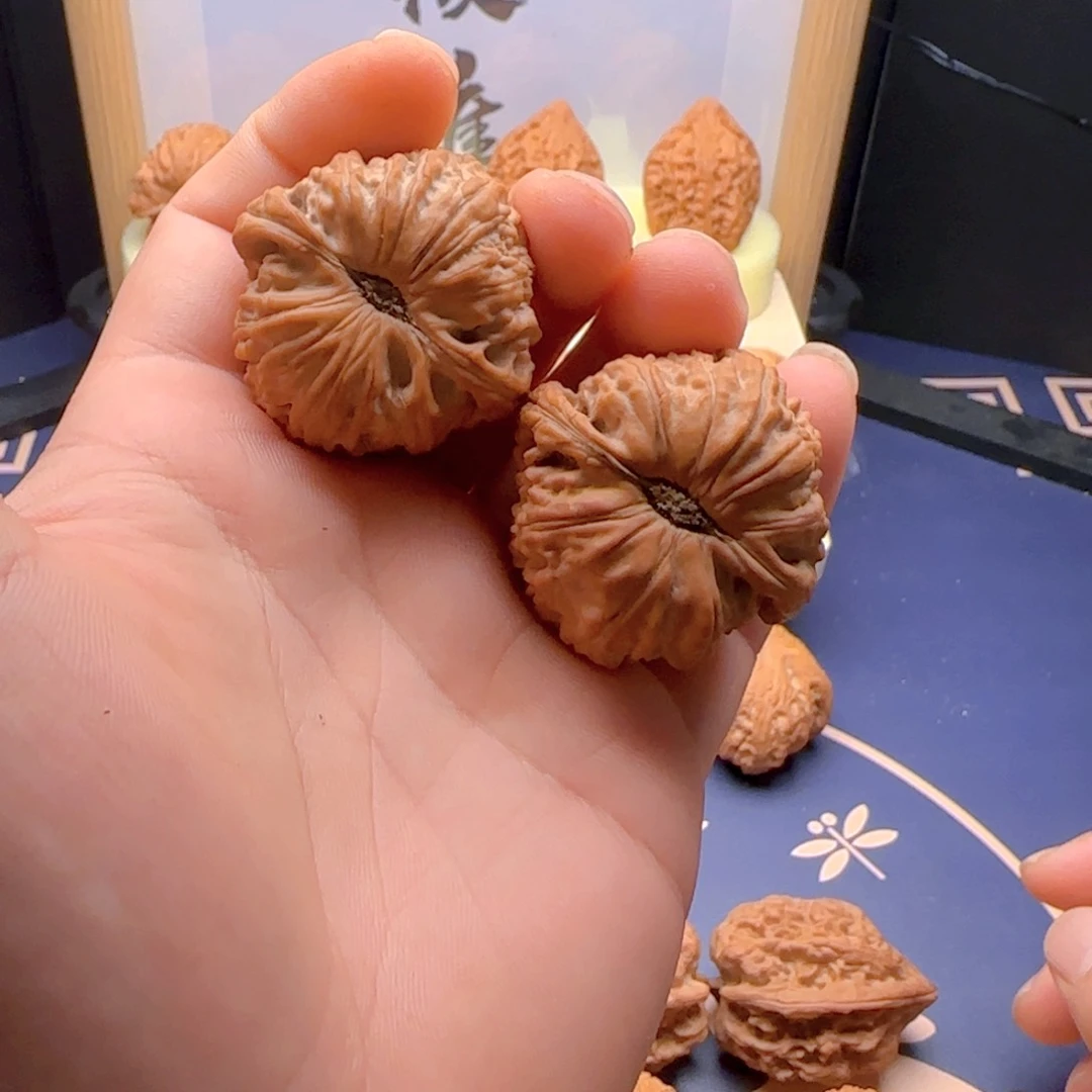 40卡姿兰白狮子南瓜底