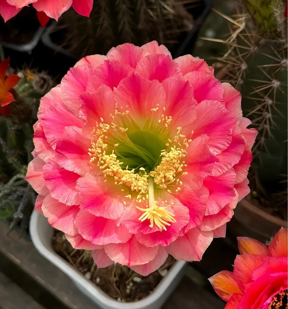 一物一拍链接（图片仅供参考）仙人掌批发仙人球养殖家用