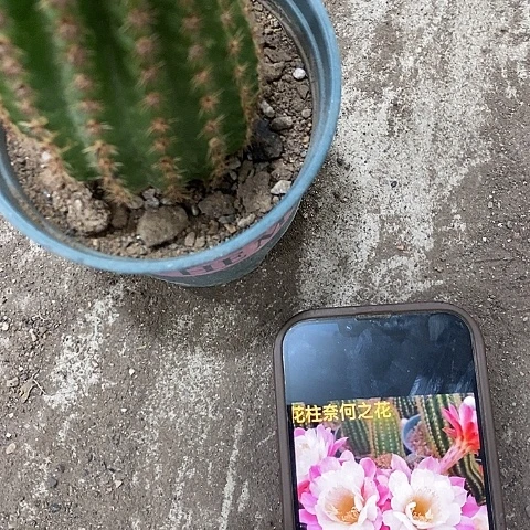 奈何毛花，高10公分左右
