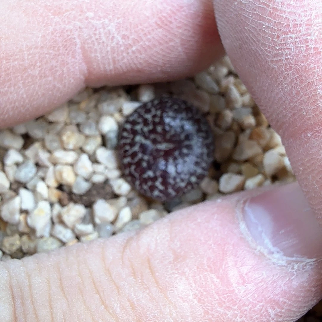 T****1dy21 tank大哥 如宝安贞