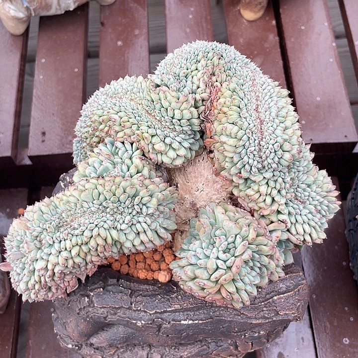 白胖子多肉植物缀化