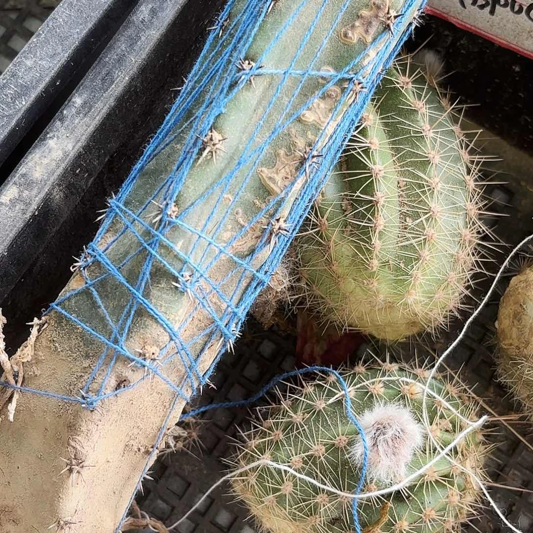 袖普6颗毛侧牙20包邮仙人球