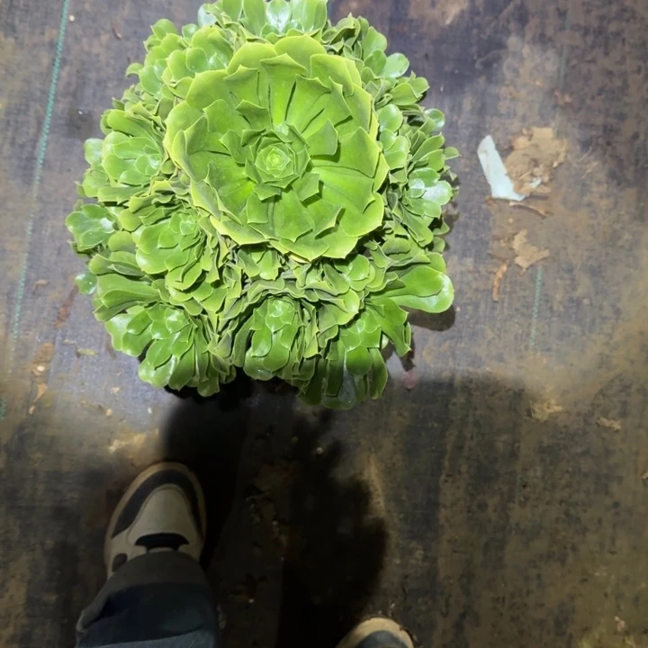 一单包邮不包侧枝66