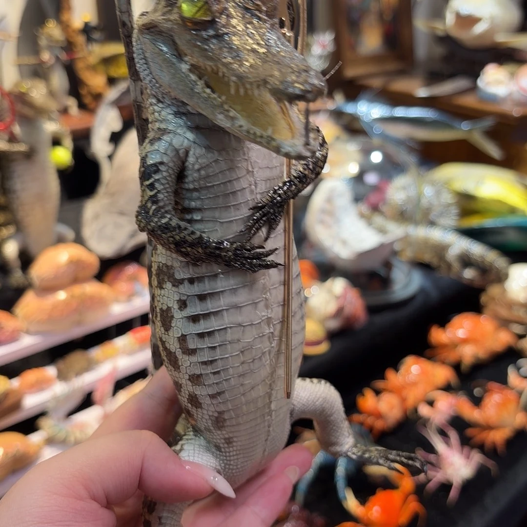 真实鳄鱼标本大只