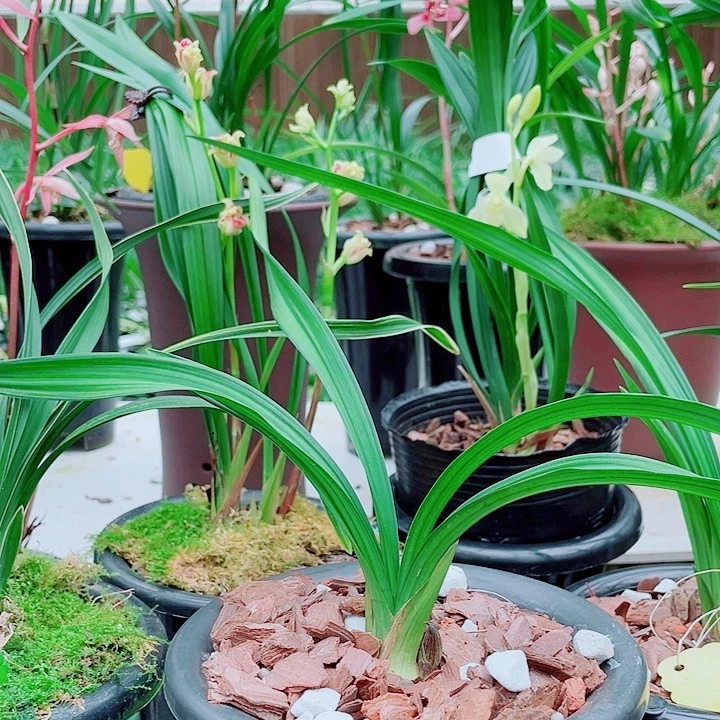 用***2无花朵一物一拍漂亮