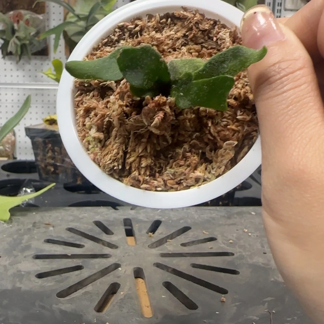 侏儒细菌鹿角蕨喔