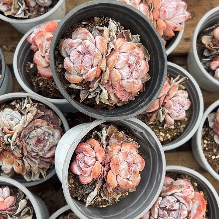 双头  石榴籽  星影