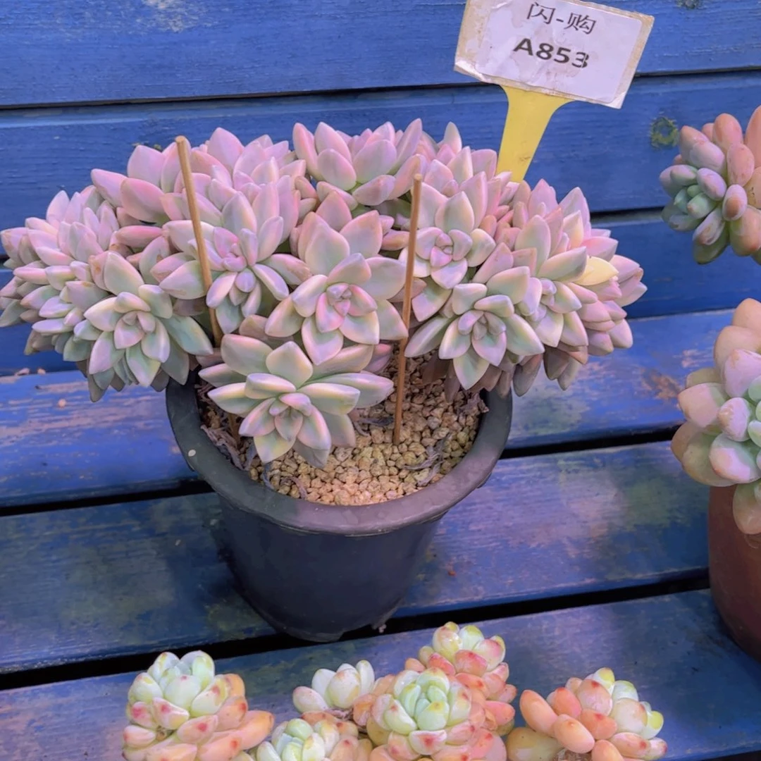 云***️淡雪锦Ａ８５３一颗一物一拍