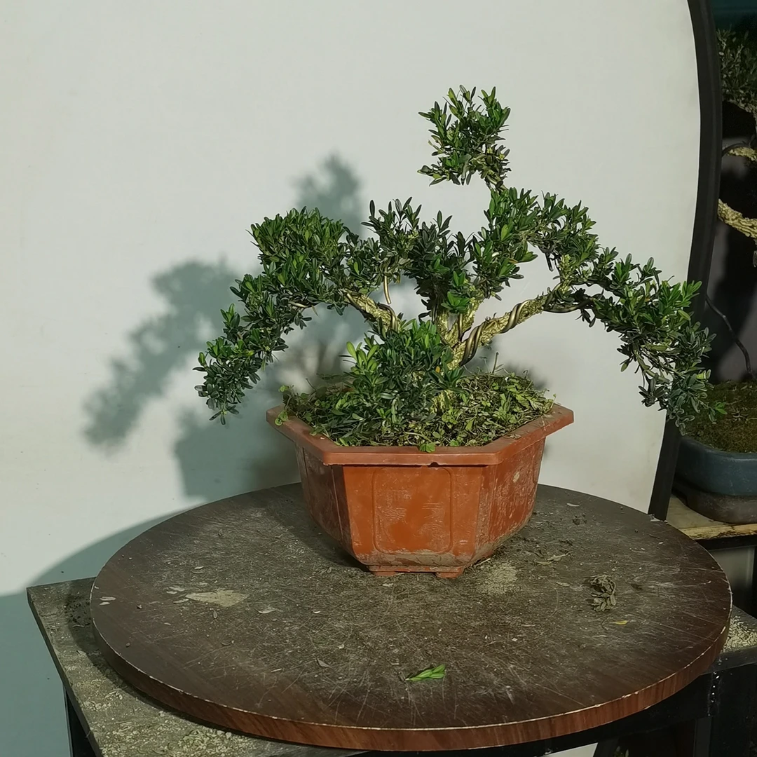 黄杨盆景老桩四季常青
