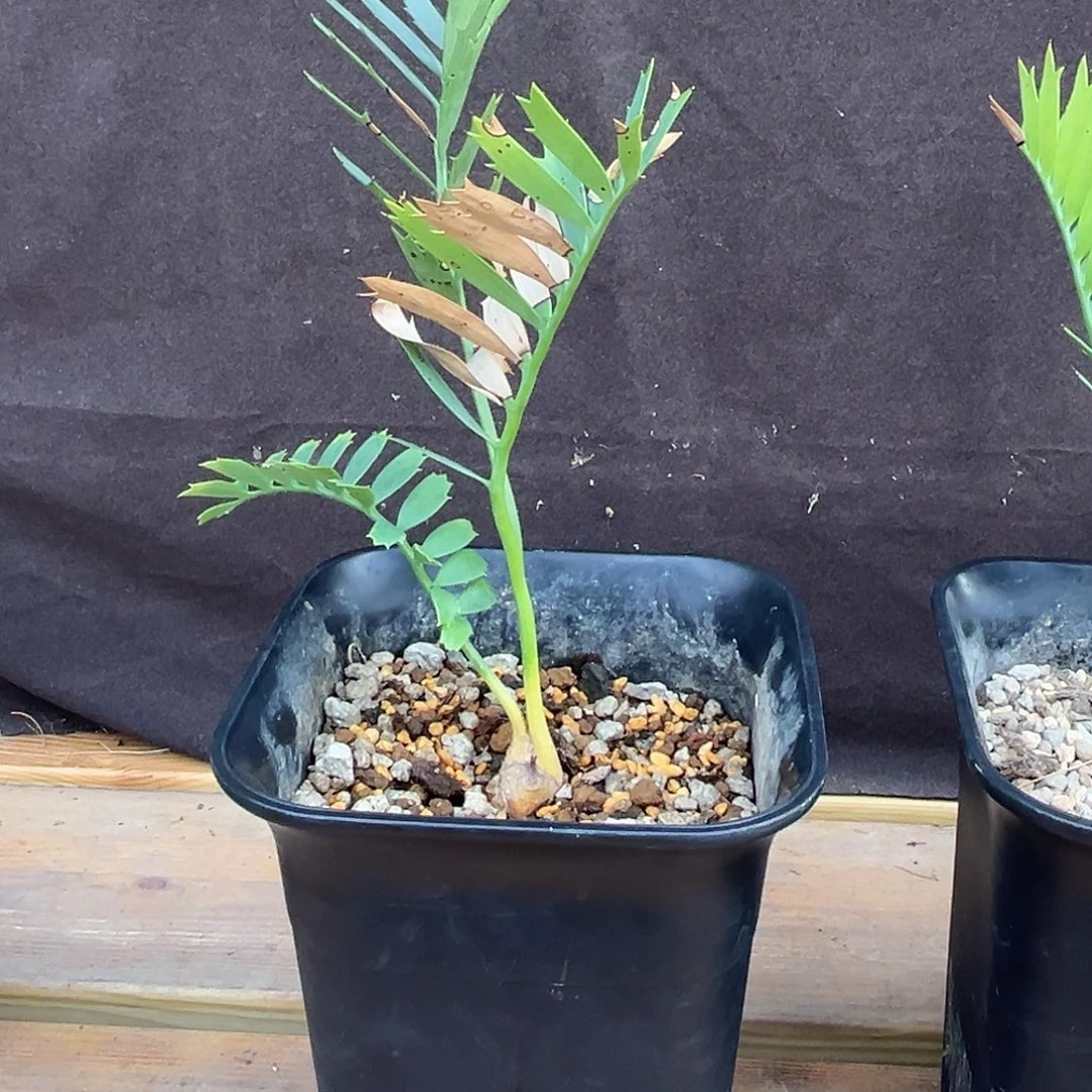 汤圆植物蓝棘铁好看