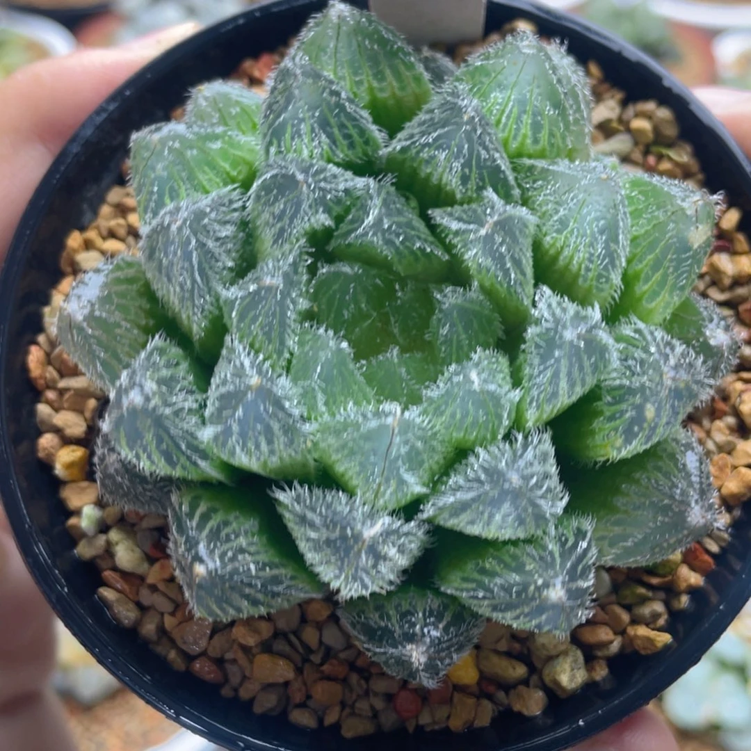 14.十二卷实生毛玉露。