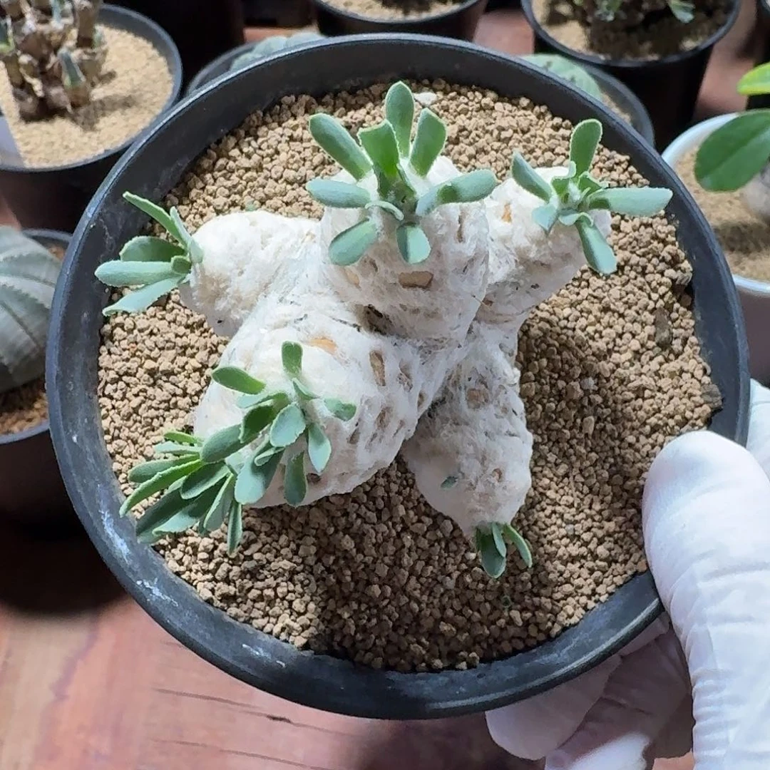 露***娜刨花厚墩菊仙人球12