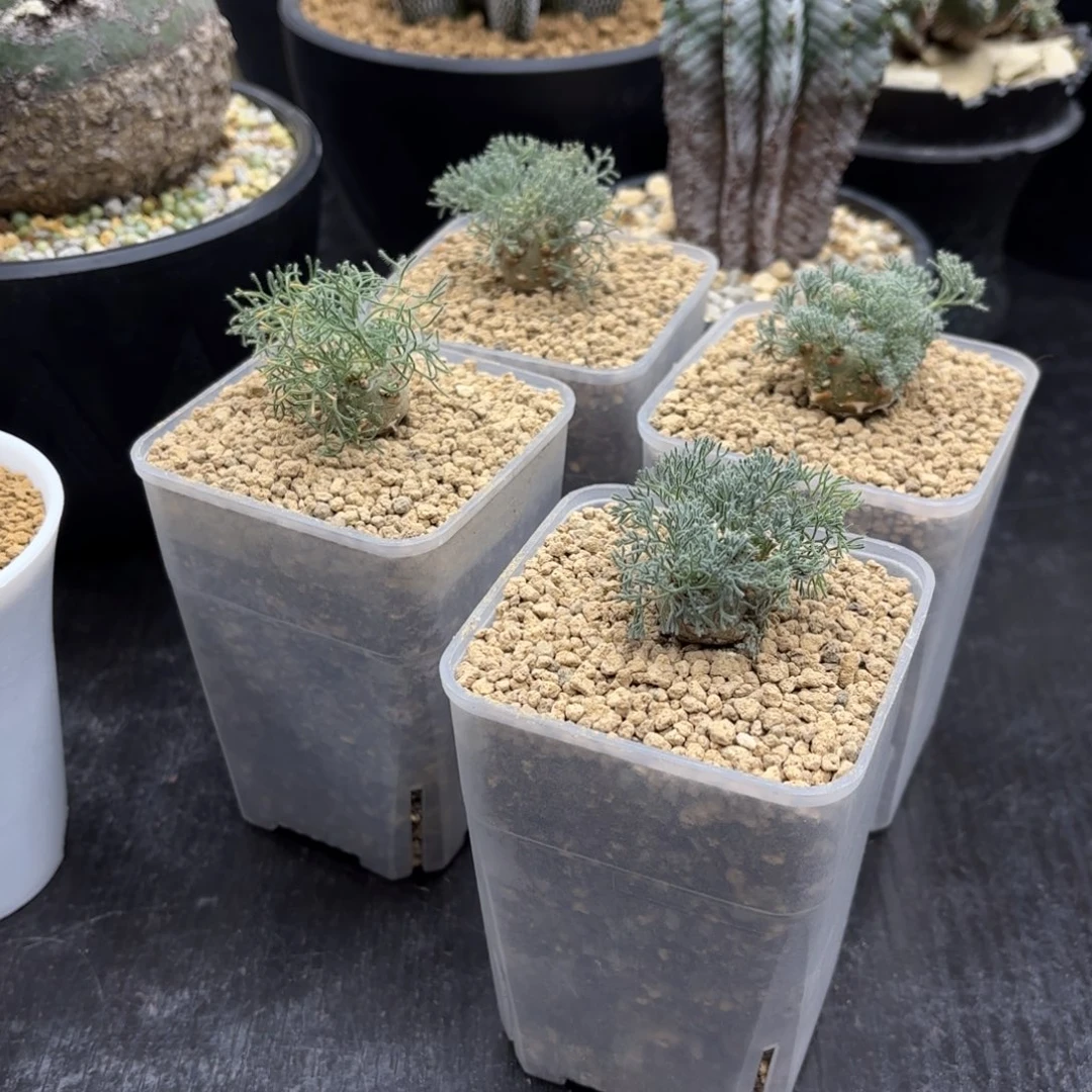 白皮月界带盆包邮