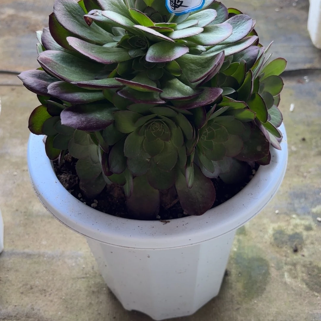 敏花好月又圆2025117