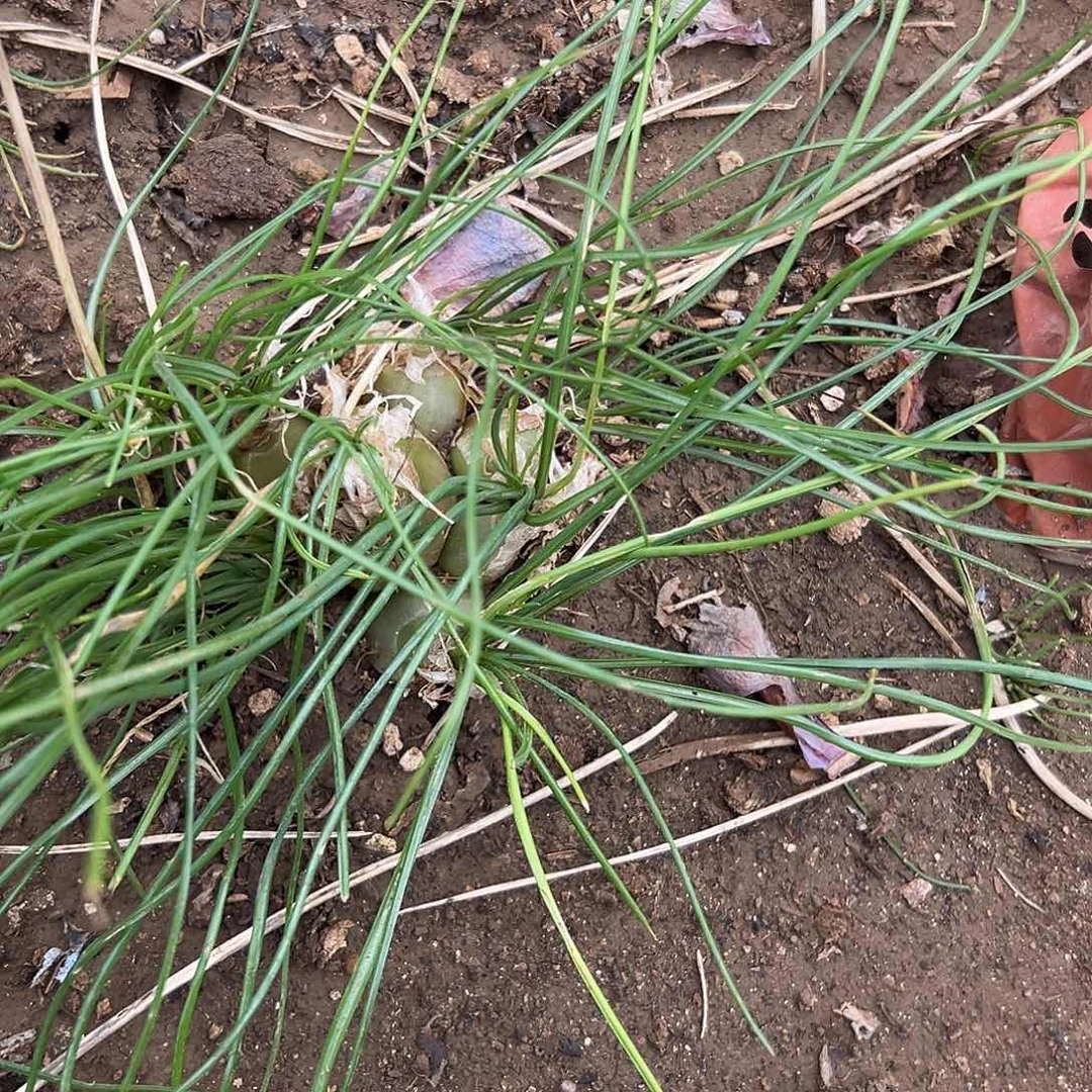 多肉植物苍角殿开花