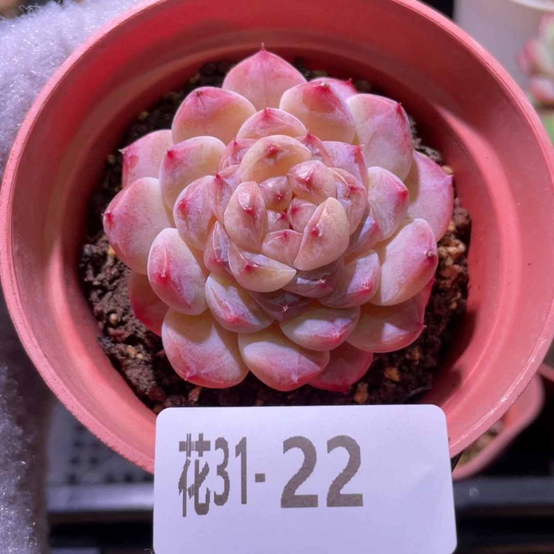 花利美31-22秘境冰魄