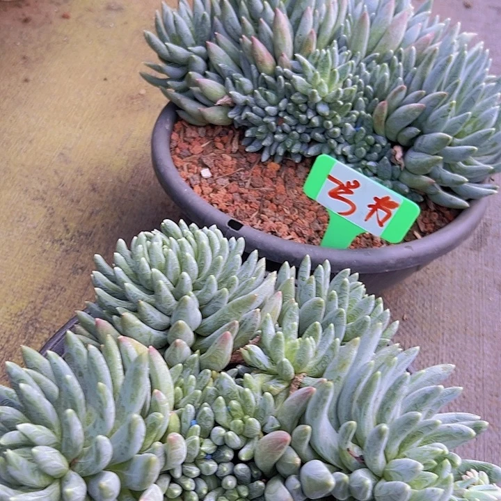 2带盆炫彩带盆一个多肉