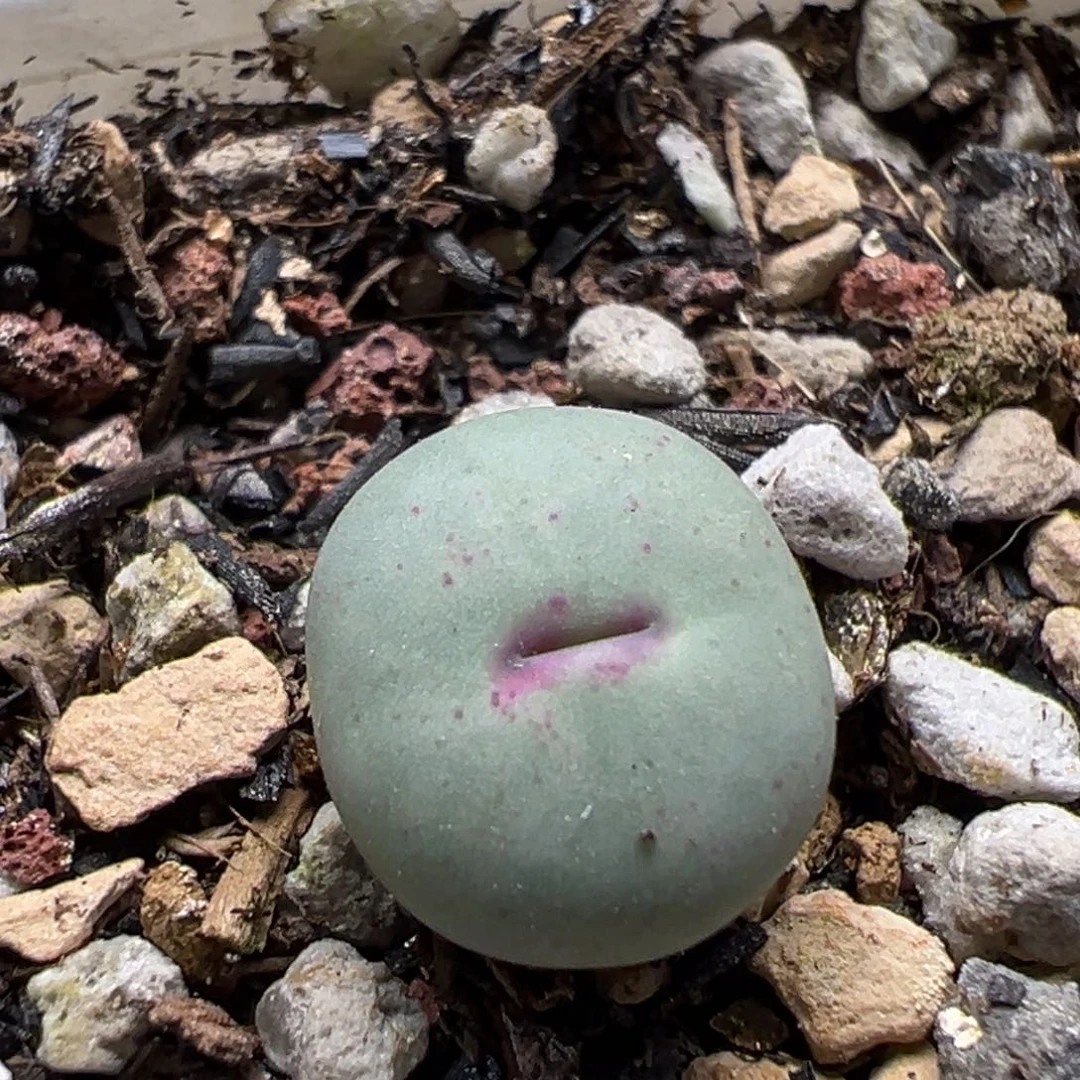 小红嘴一物一拍，，