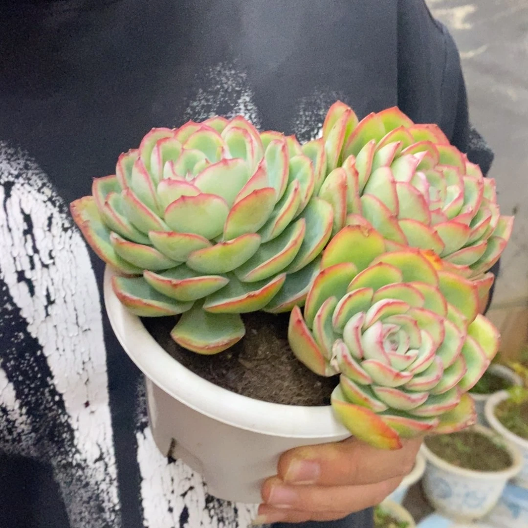 晨露三大头起发老桩