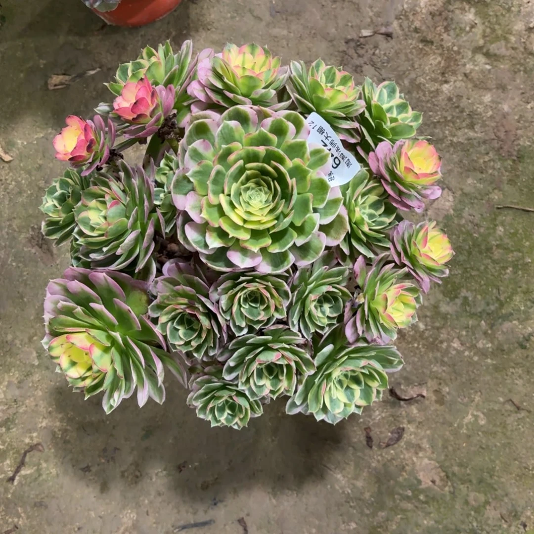 642海王多肉植物法师