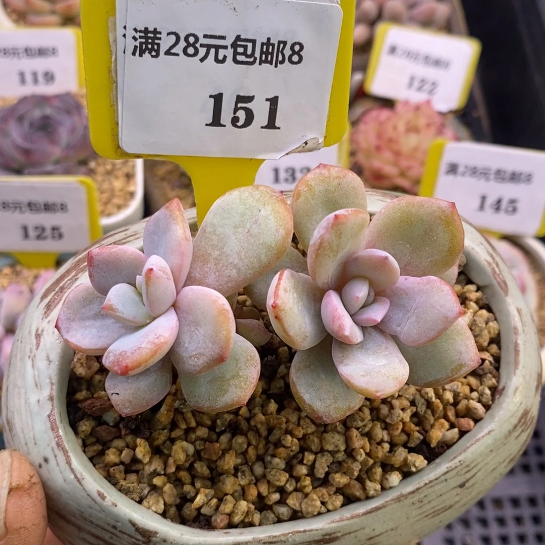 8151奶茶老桩趴地，2➕2多肉