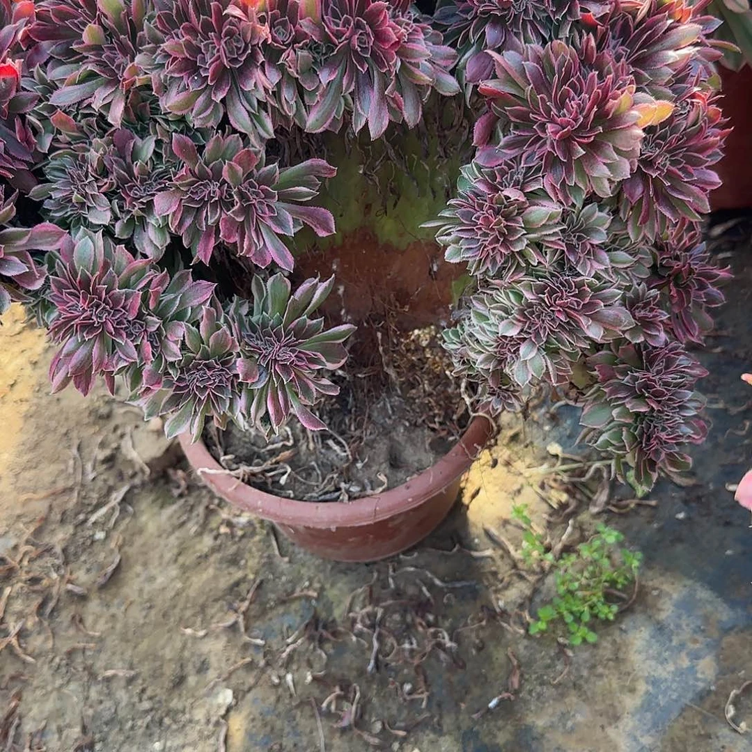 凝*缀话脱土发货缀话