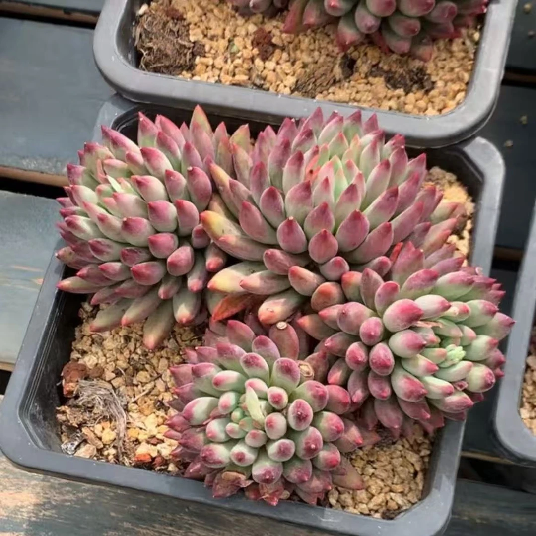 岩字多肉植物 （满18包邮）云南饭饭多肉植物云南新手养肉阳台