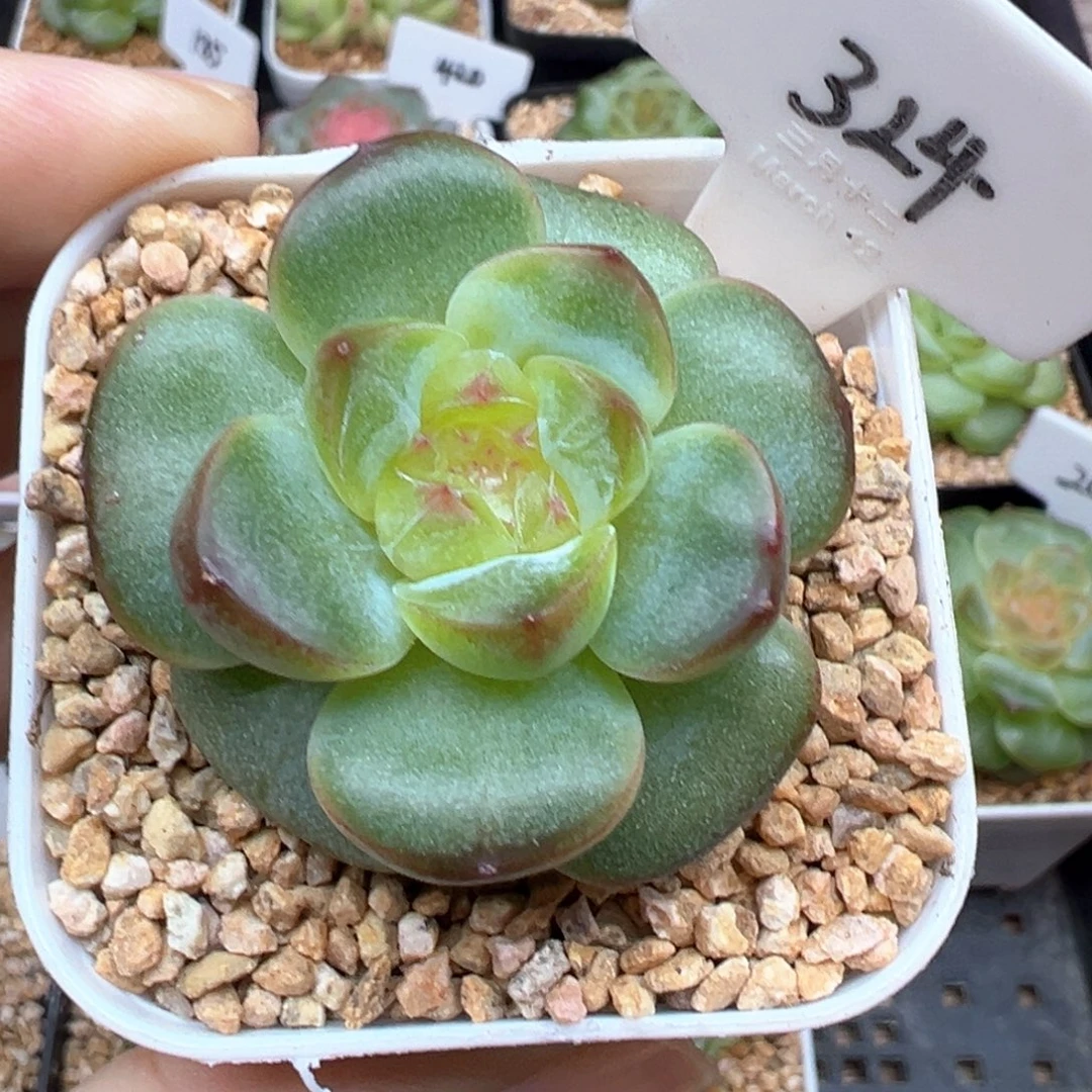 324号青柠 晗雨多肉