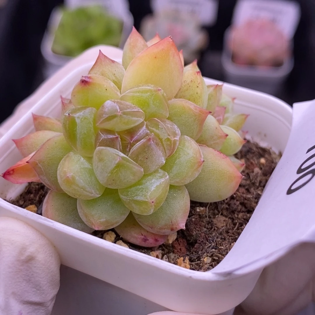 【闪购商品】25-100