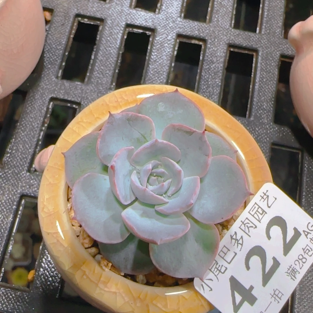AG小尾巴5CM迷你拇指盆栽精控多肉422