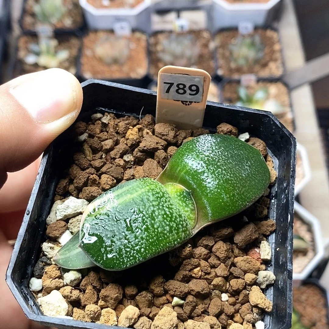 红陶小*子789号珍珠卧牛锦一物一拍