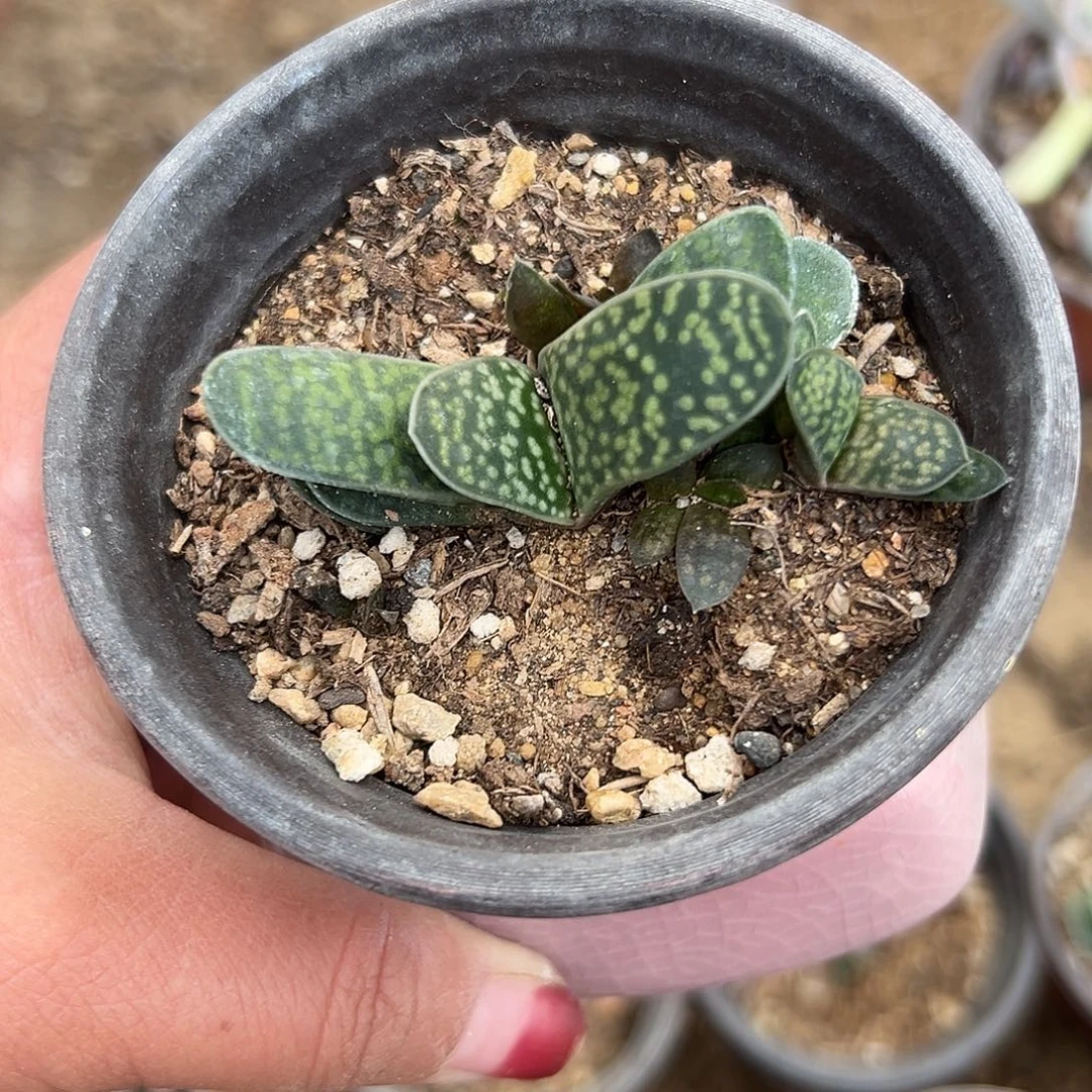 多肉植物蜗牛单头