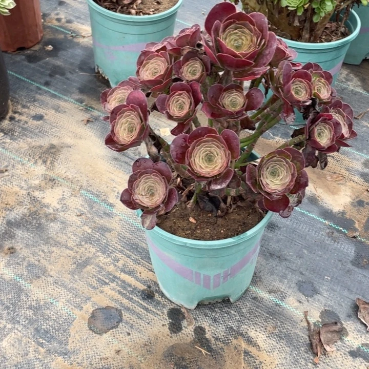 37魅金多肉多肉植物多肉