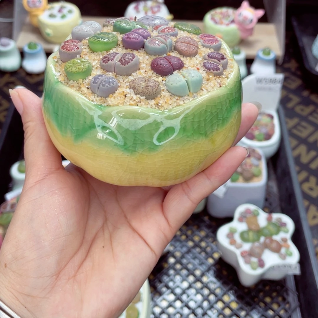 w5987 带盆土发货一物一拍