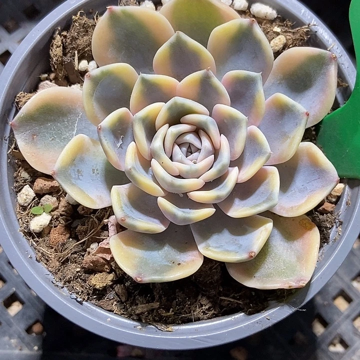 多肉植物汉堡锦608