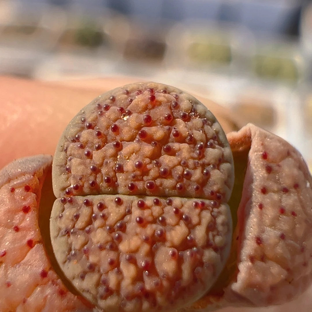 木*190多肉植物百科知识