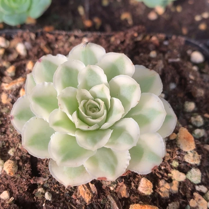 蕾丝秋夕398一一